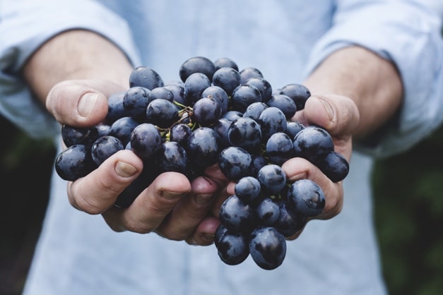 Blaue Weintrauben werden in kräftigen Händen gehalten