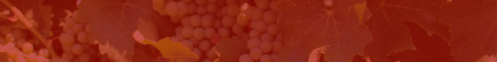 Weinreben mit rotem Hintergrund Weinreben mit rotem Hintergrund