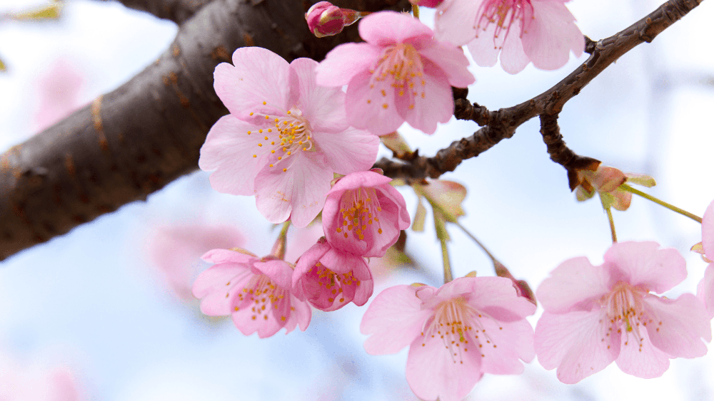 rosafarbene japanische Kirschblüten