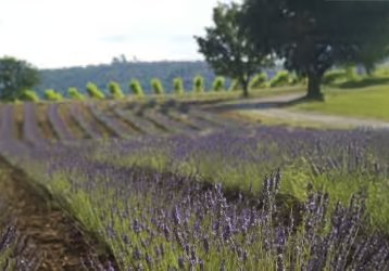 MAISON SAINT AIX ROSE 2021_(2)