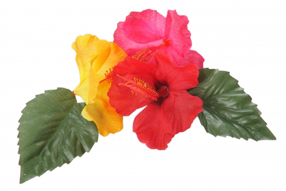 Hibiscus Blüten