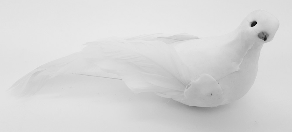 Tauben ohne Schleier