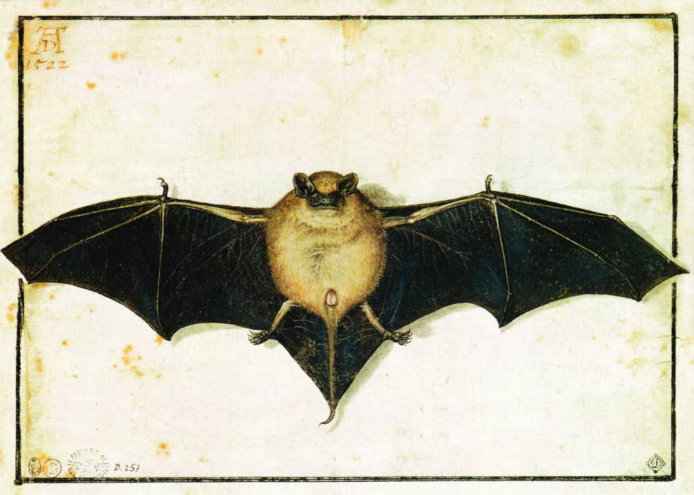 Kunstkarte Albrecht Dürer "Fledermaus"