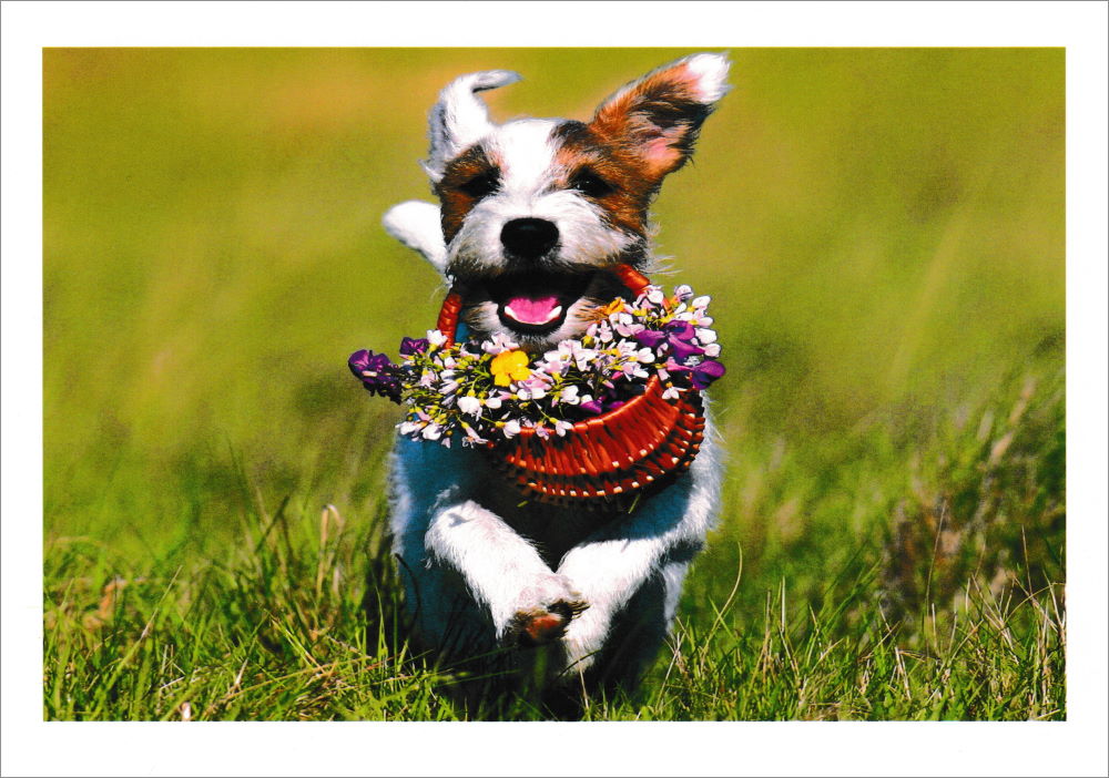 Postkartenbuch "Tierisch gute Grüße" mit 24 süßen Tiermotiven