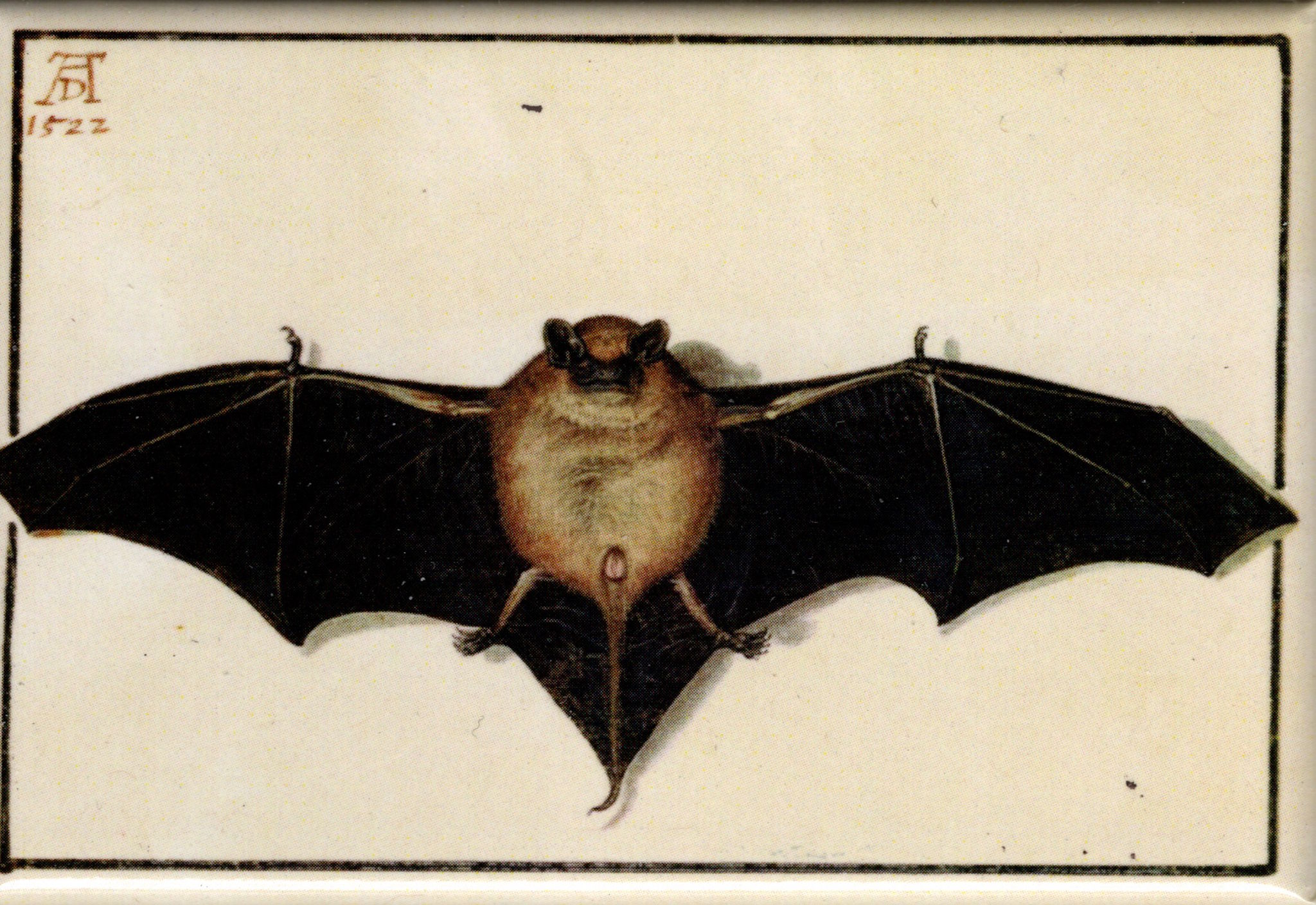 Kunstmagnet Albrecht Dürer: Fledermaus