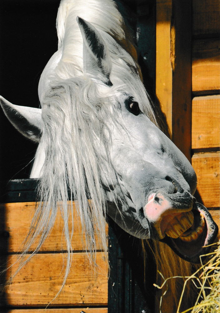 Postkartenbuch "Pferde * Horses * Chevaux" mit 24 edlen Pferde-Motiven