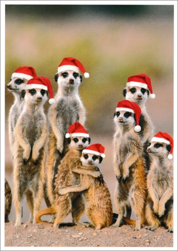 Postkarte "Weihnachten bei Familie Erdmännchen"