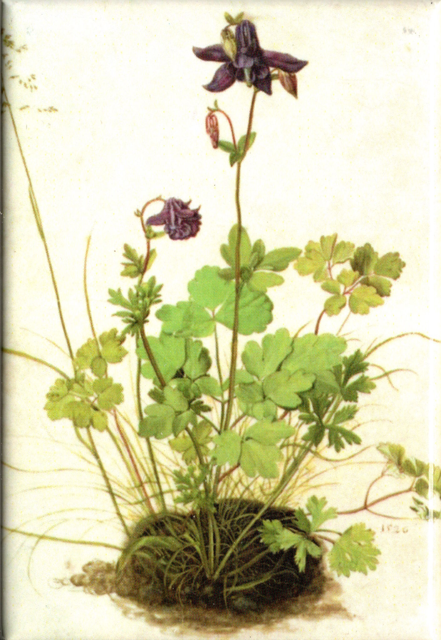 Kunstmagnet Albrecht Dürer: Akeleistock