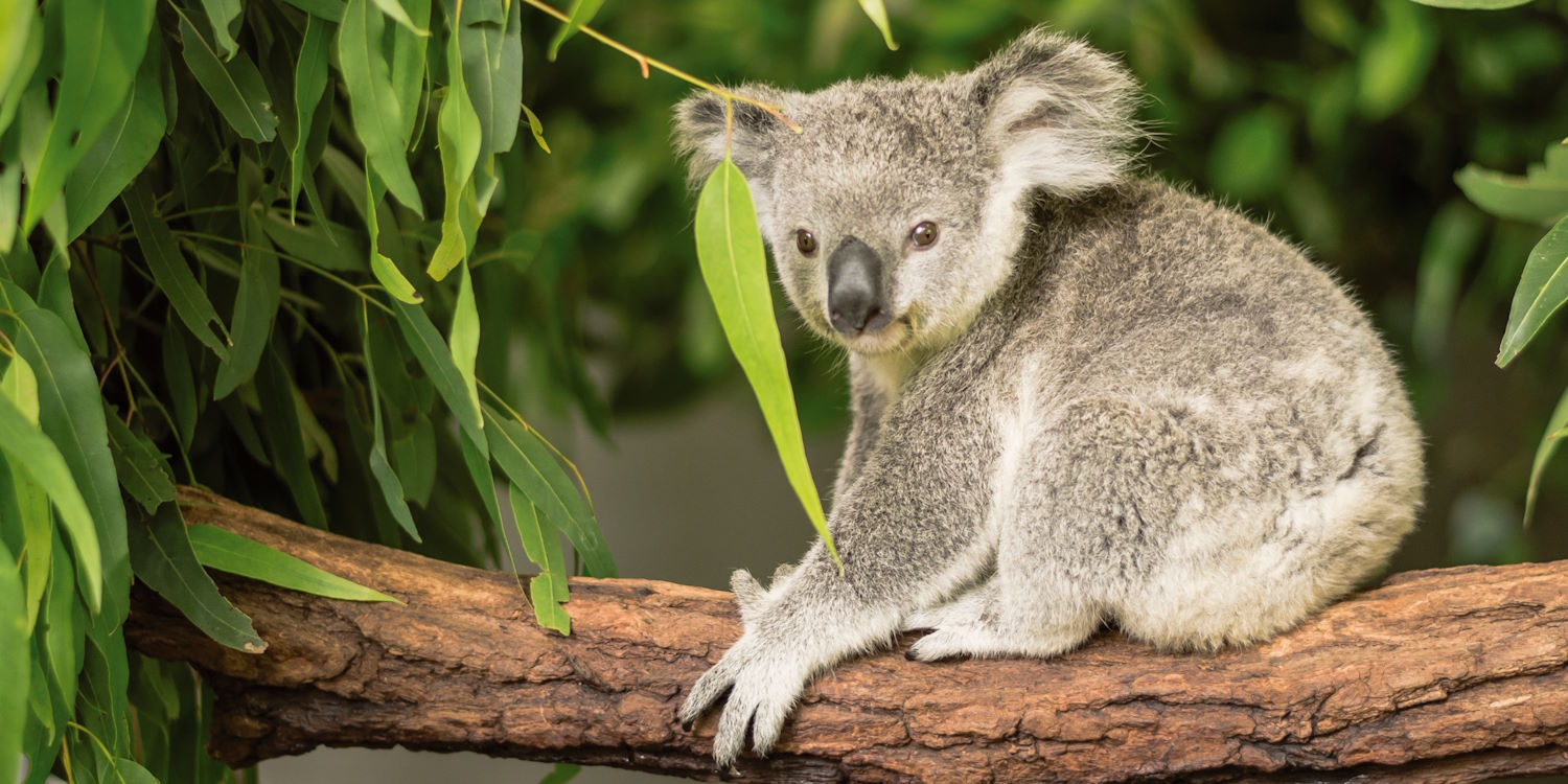 Panorama-Postkarte Faszination Erde "Koala"