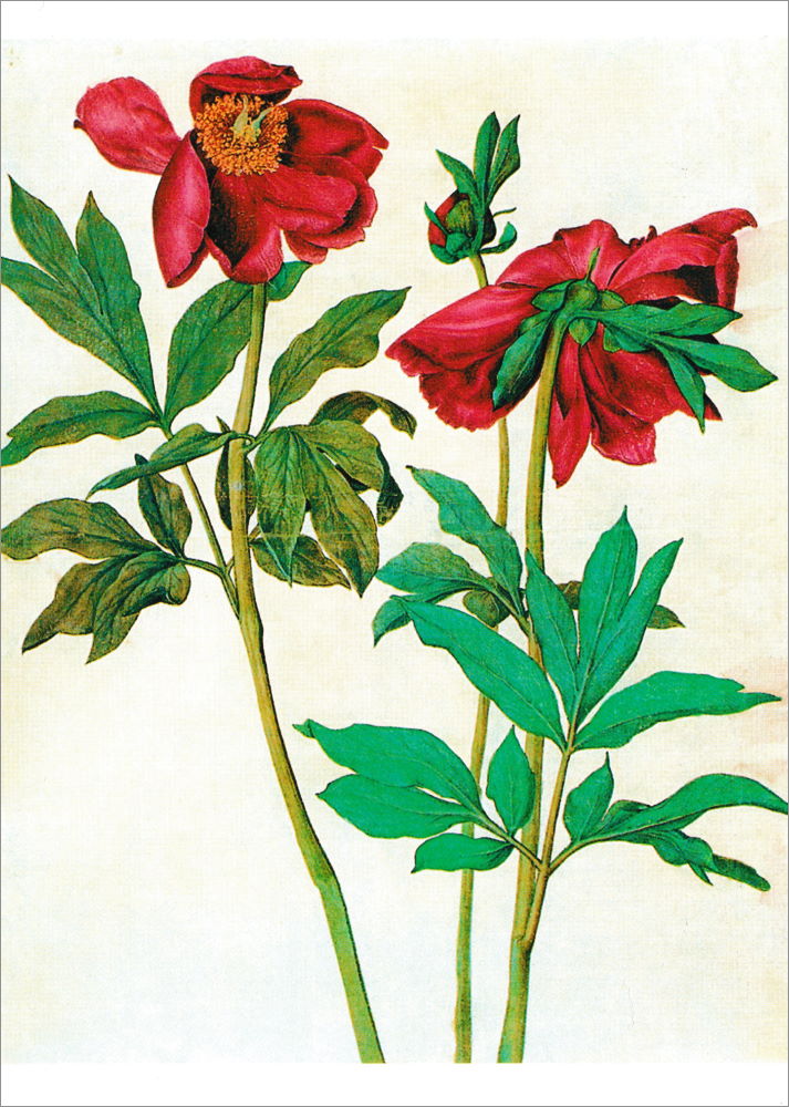 Kunstkarte Albrecht Dürer "Pfingstrosen" Kunstkarte Albrecht Dürer "Pfingstrosen"