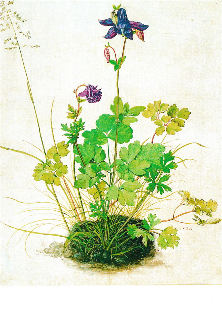 Kunstkarte Albrecht Dürer "Akeleistock"
