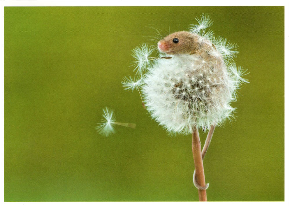 Postkarte "Was blüht uns denn da?" Postkarte "Was blüht uns denn da?"