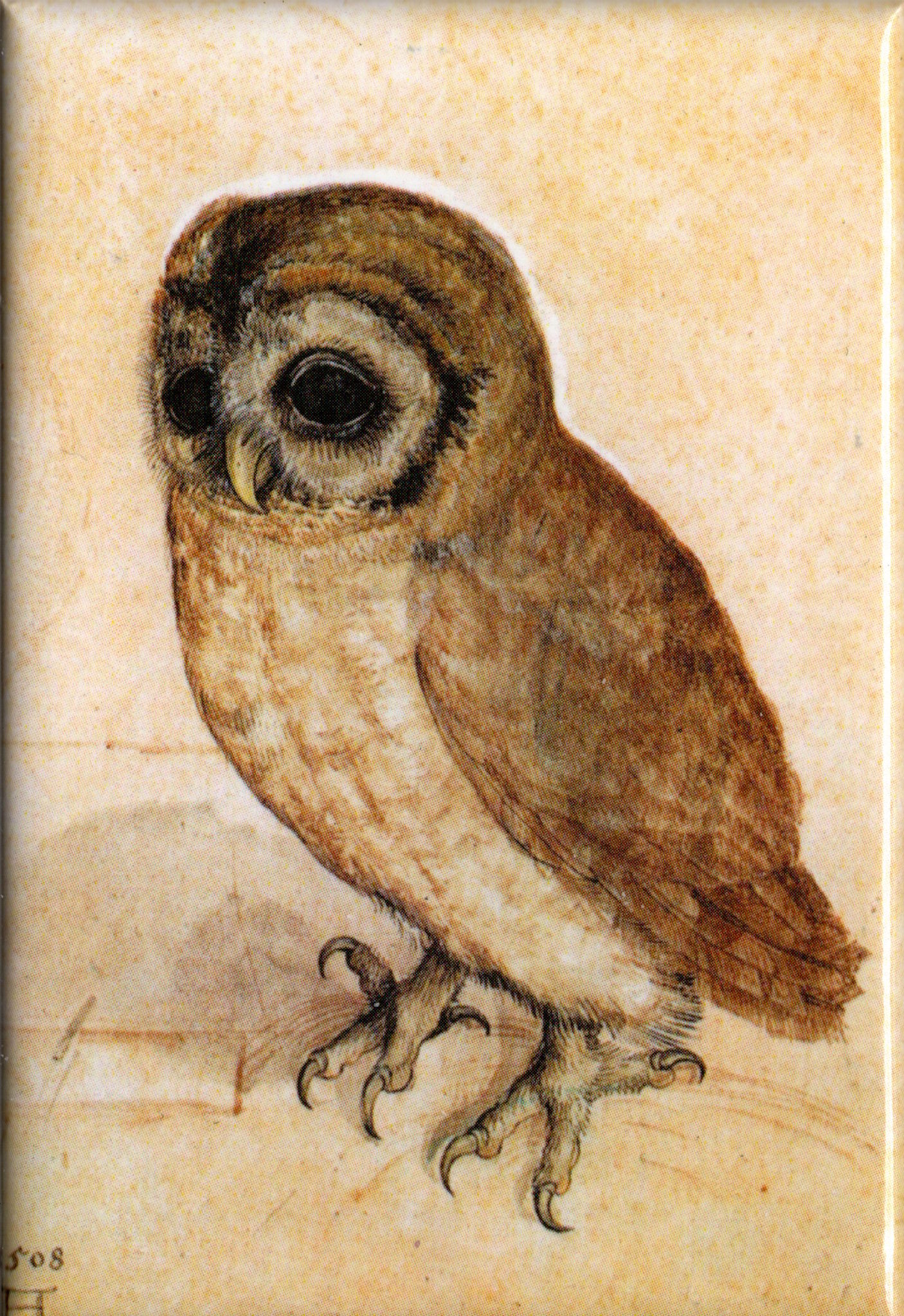 Kunstmagnet Albrecht Dürer: Das Käuzchen