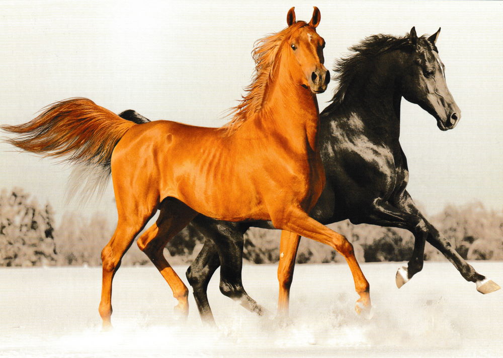 Postkarte "Edle Pferde"