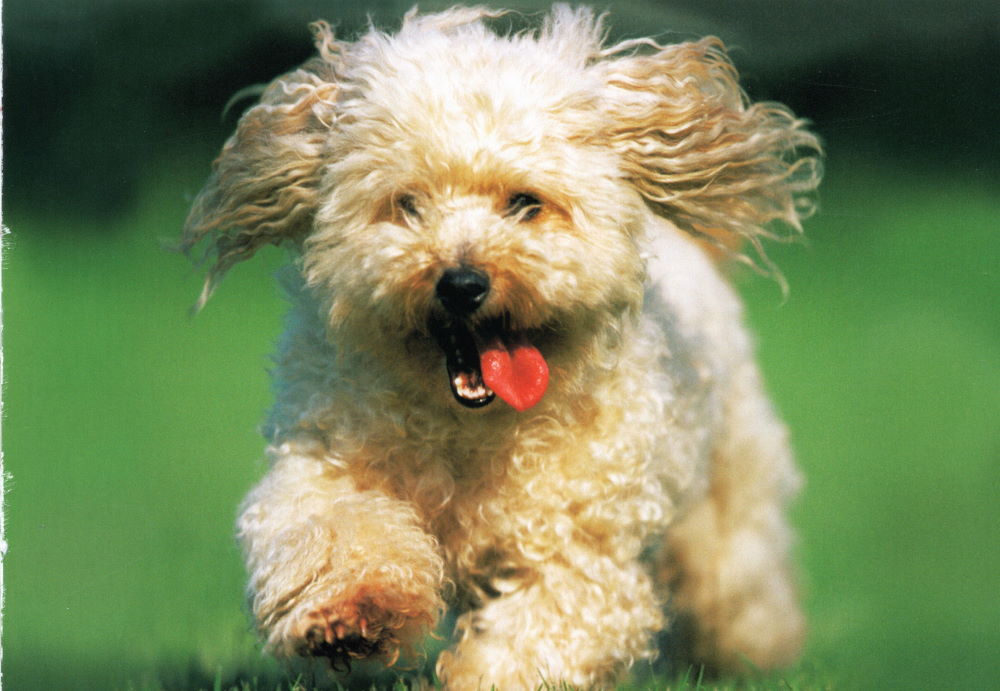 Postkartenbuch "Dogs * Hunde * Chiens" mit 24 süßen Hundemotiven