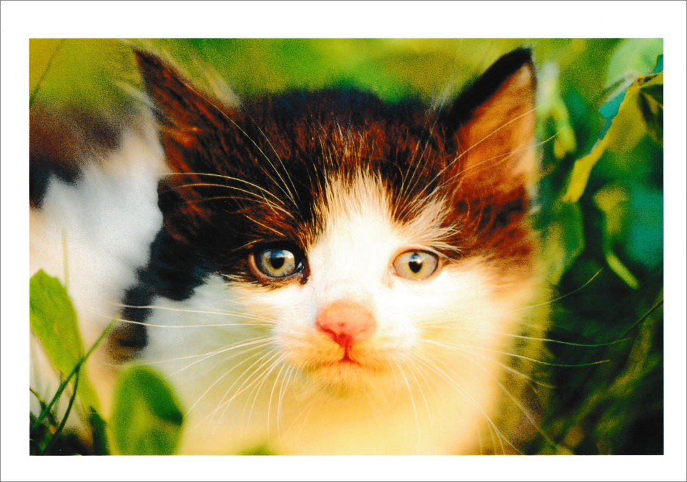 Postkartenbuch "Kittens * Kätzchen * chatons" mit 24 süßen Katzen-Motiven