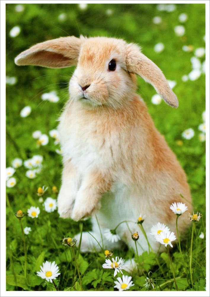 Postkarte "Kaninchen"
