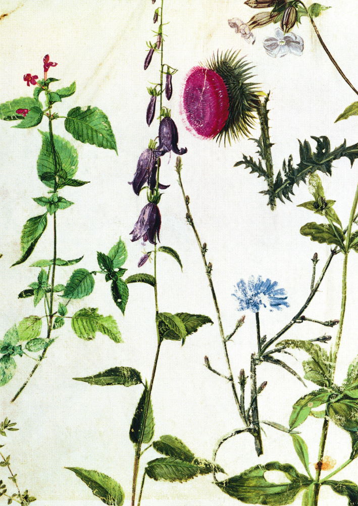 Kunstkarte Albrecht Dürer "Studien von Wildblumen" Kunstkarte Albrecht Dürer "Studien von Wildblumen"