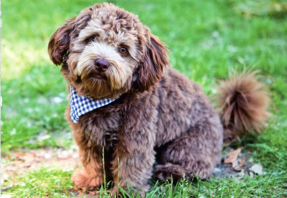 Postkartenbuch "Dogs * Hunde * Chiens" mit 24 süßen Hundemotiven