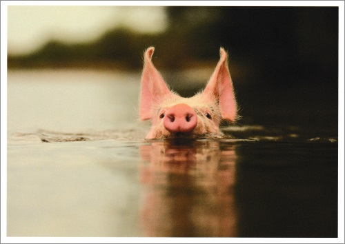 Postkarte "Wasser-Schwein"