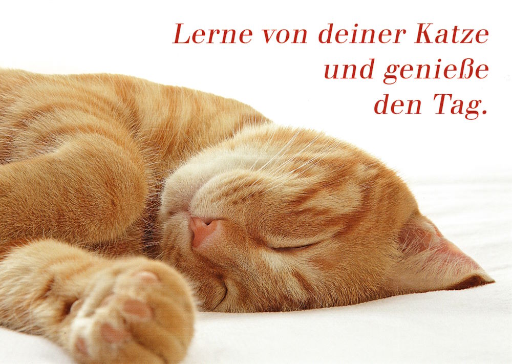 Postkarte "Lerne von Deiner Katze und genieße den Tag." Postkarte "Lerne von Deiner Katze und genieße den Tag."