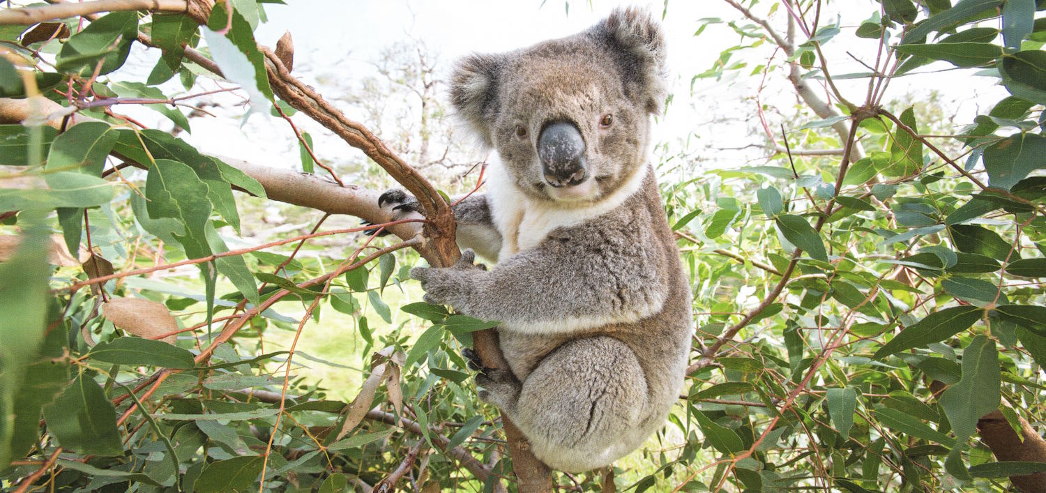 GEO-Postkarte XXL "Koala"