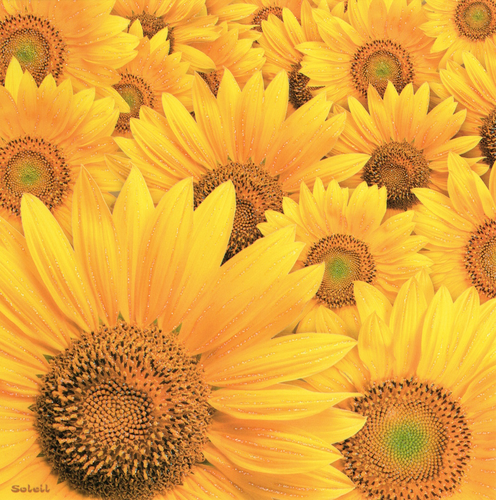 Quadratische Postkarte "Sonnenblumen"
