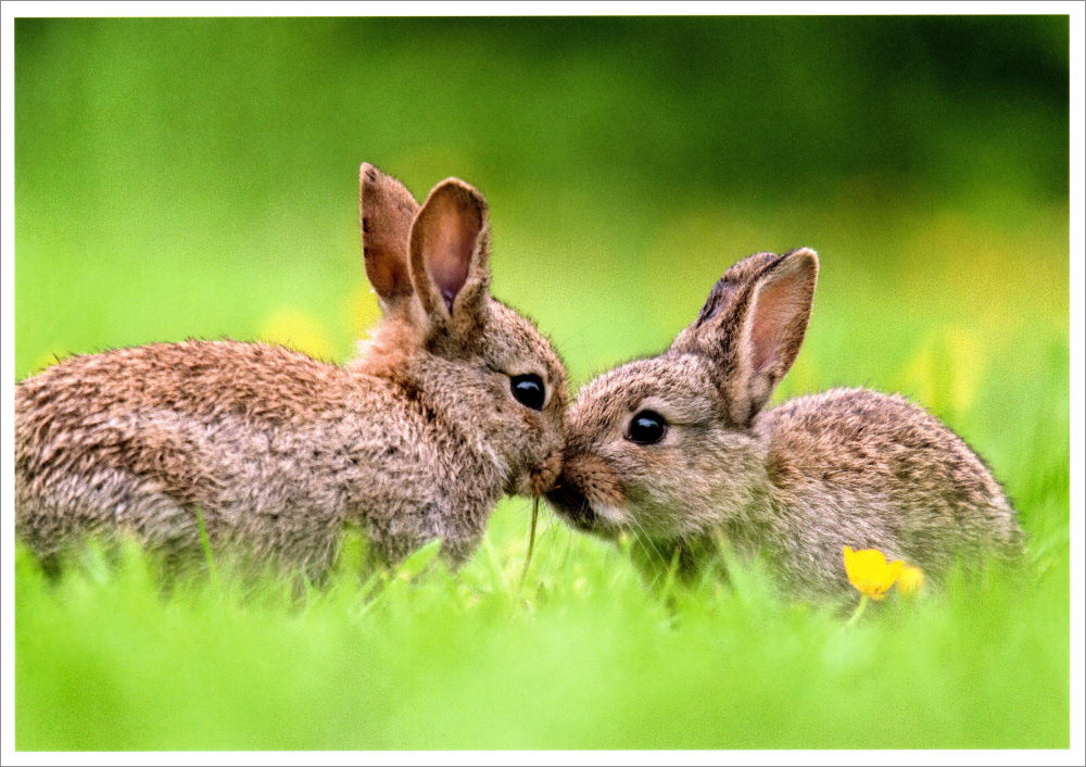 Postkarte "Wachgeküsst (Zwei Hasen)" Postkarte "Wachgeküsst (Zwei Hasen)"
