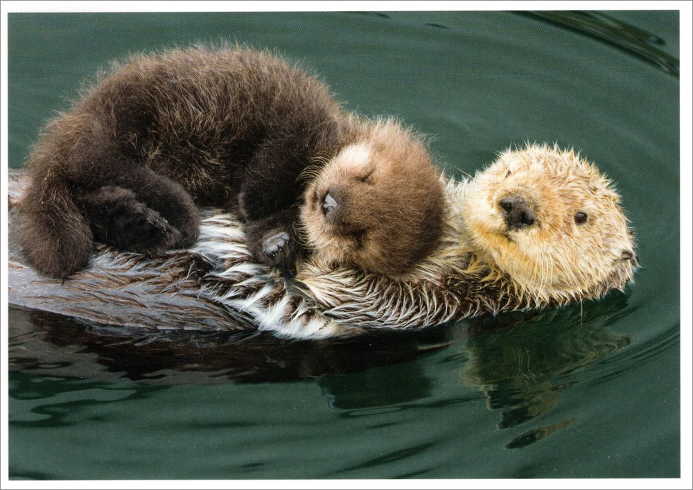 Postkarte "Kuschelzeit"