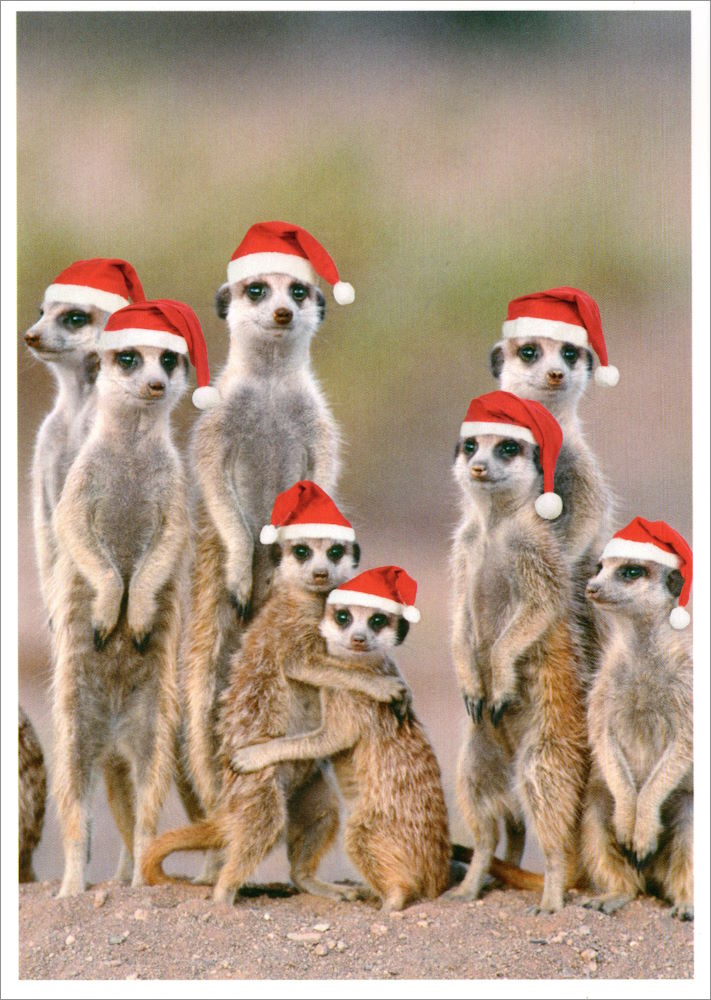 Postkarte "Weihnachten bei Familie Erdmännchen" Postkarte "Weihnachten bei Familie Erdmännchen"