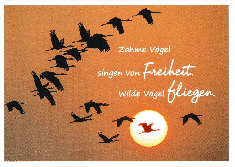 Postkarte "Zahme Vögel singen von Freiheit. Wilde Vögel fliegen."