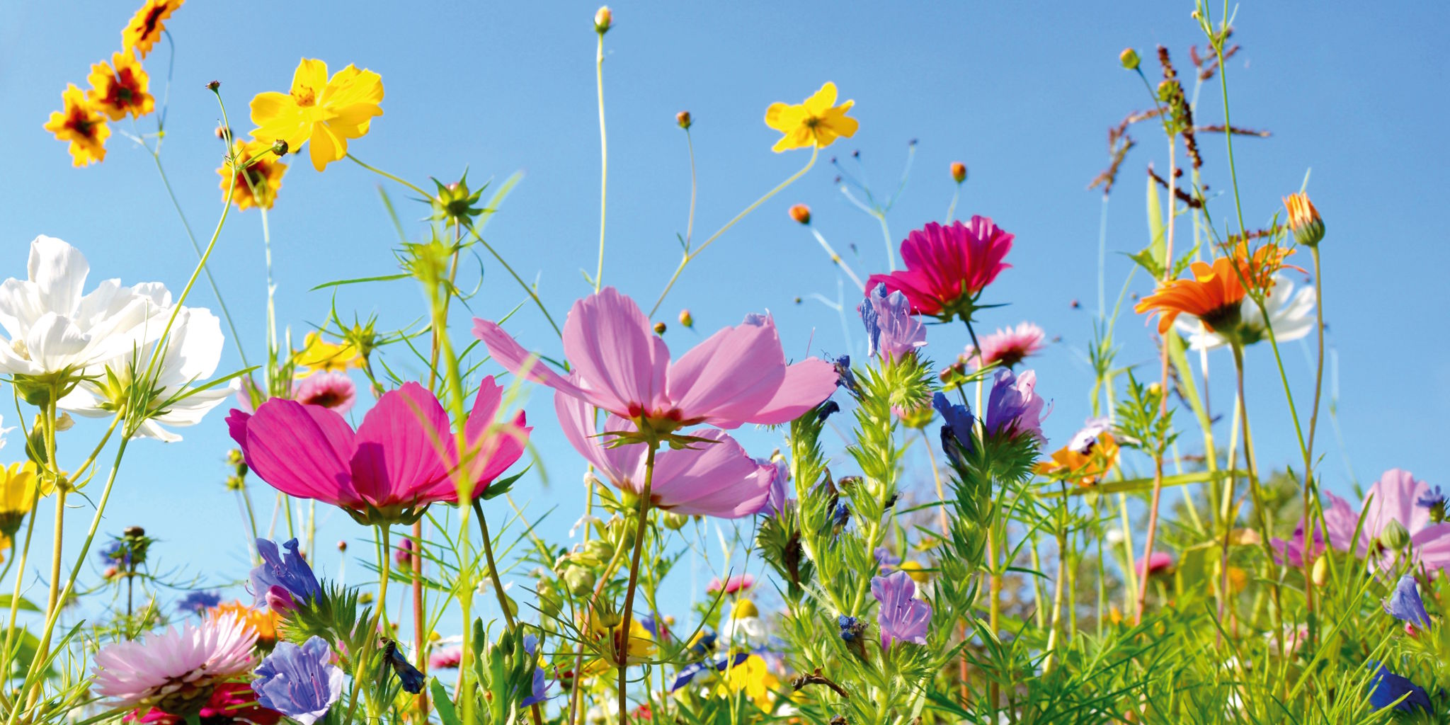 Panorama-Postkarte Faszination Erde "Blumenwiese"