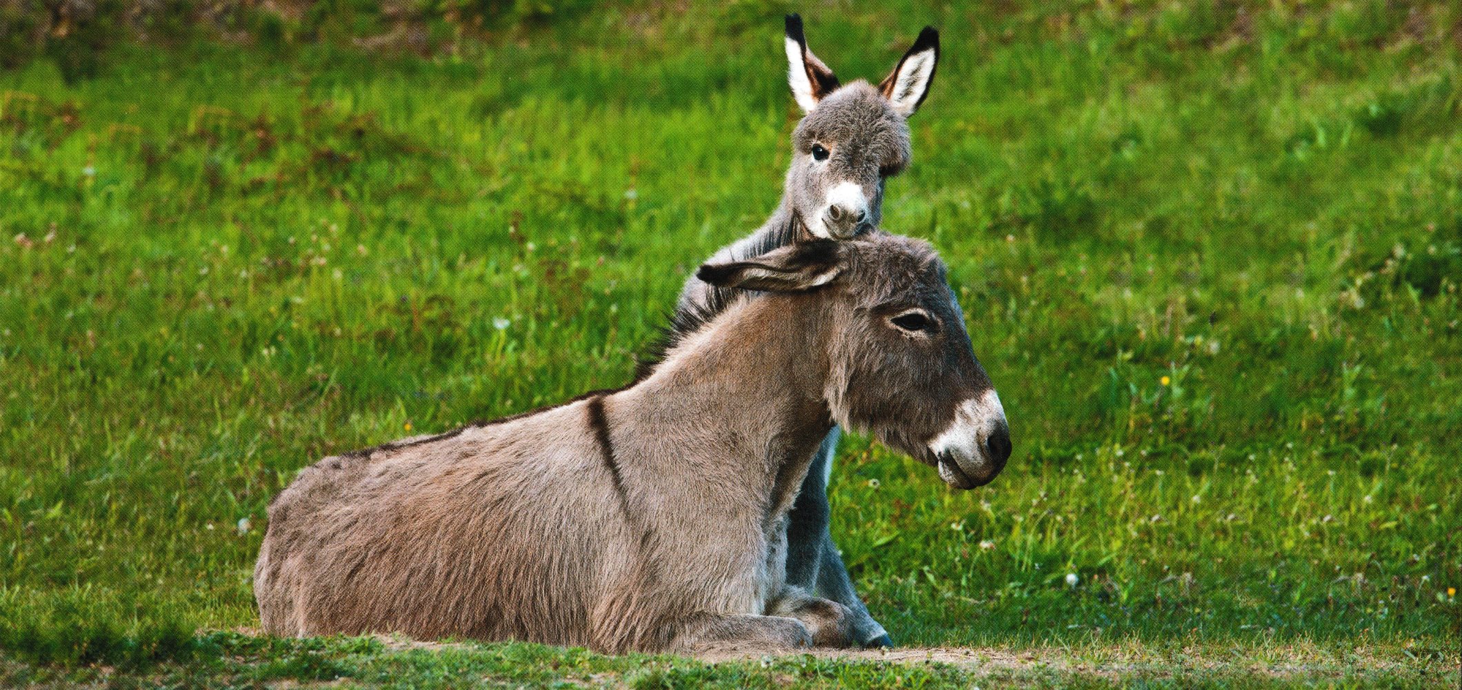 XXL-Postkarte GEO-Edition "Wesenstreu" GEO-Postkarte XXL "Wesenstreu"