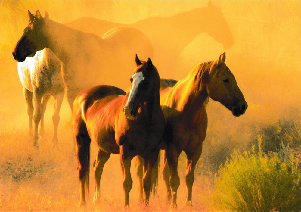 Postkartenbuch "Pferde * Horses * Chevaux" mit 24 edlen Pferde-Motiven