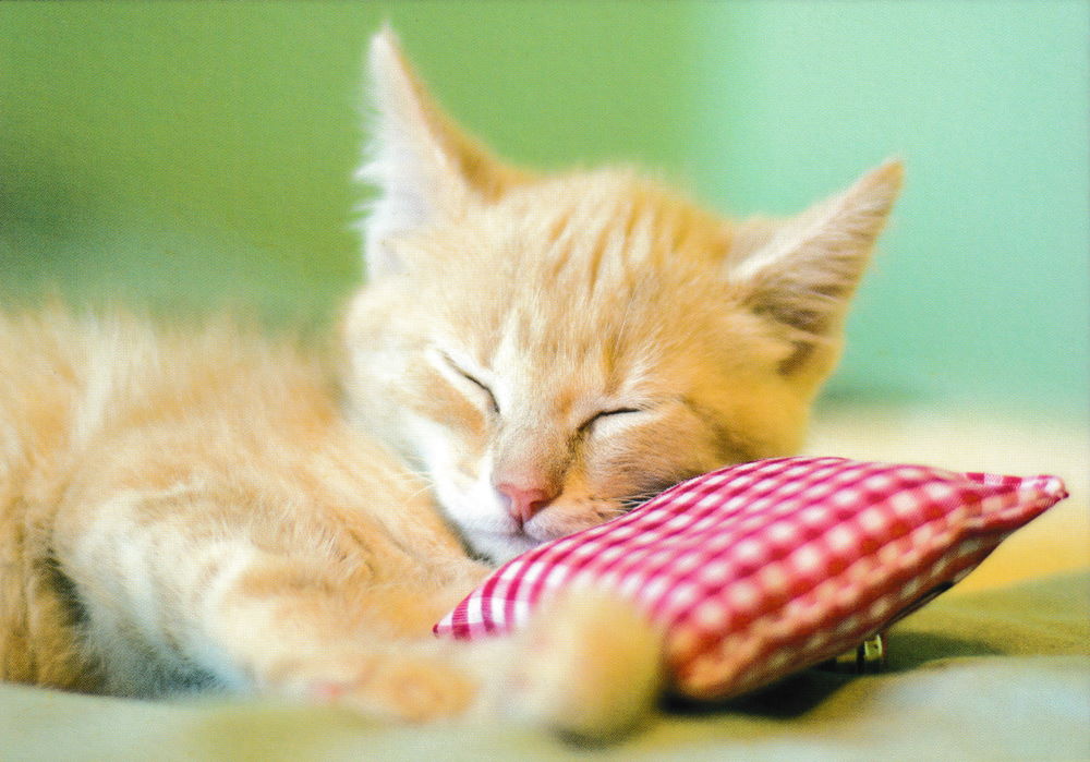 Postkartenbuch "Kittens * Kätzchen * chatons" mit 18 süßen Katzen-Motiven