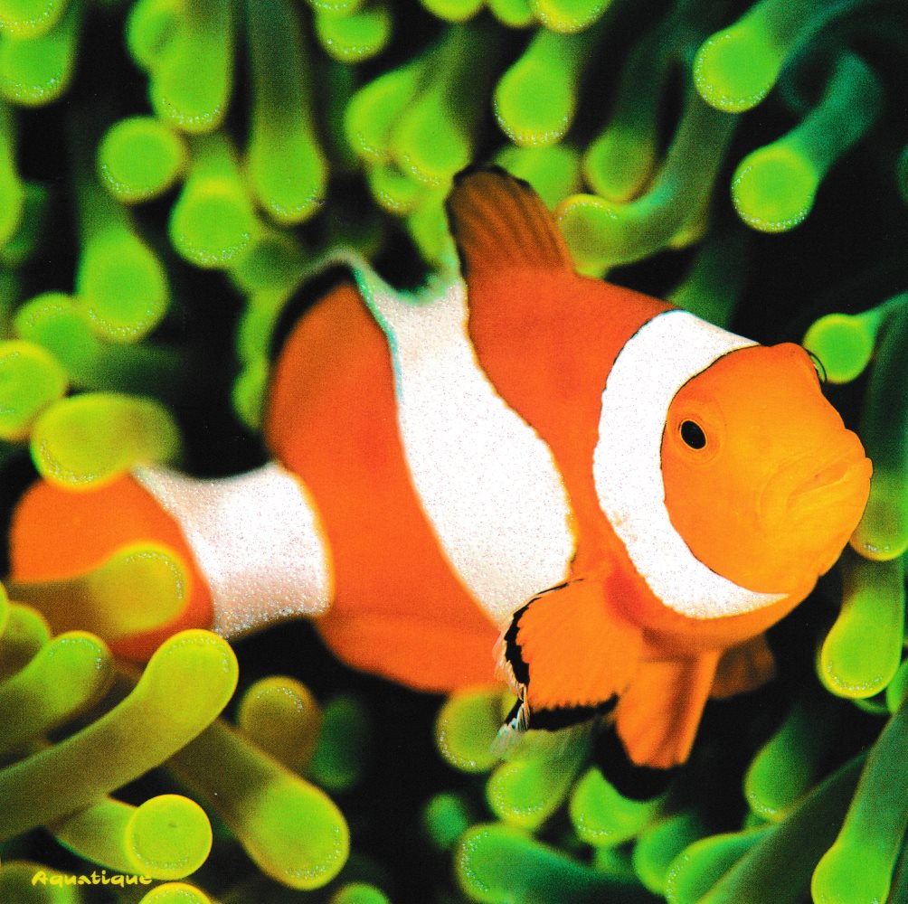 Quadratische Postkarte "Clownfisch" Quadratische Postkarte "Clownfisch"