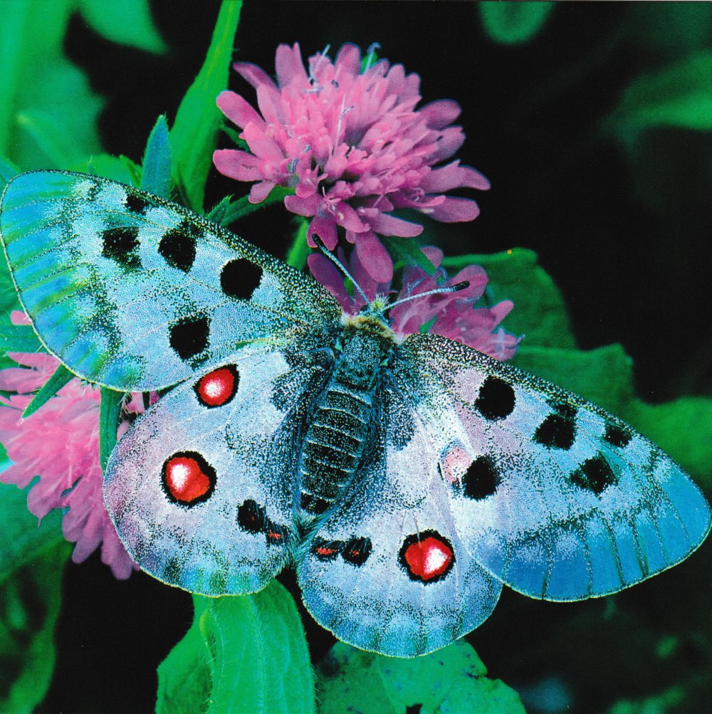 Quadratische Postkarte "Schmetterling"