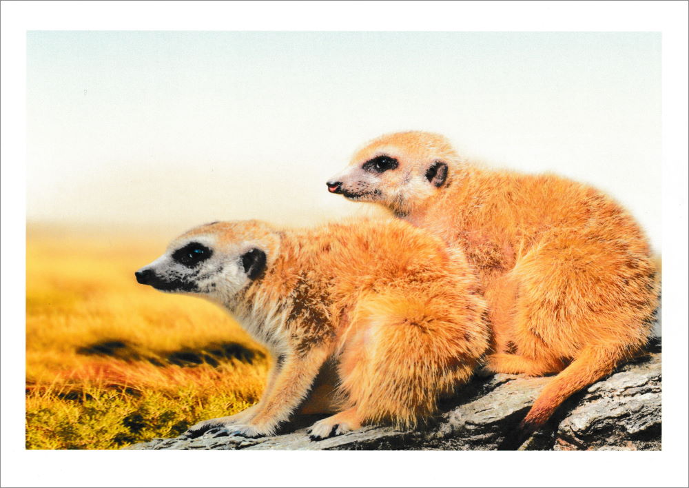 Postkartenbuch "Erdmännchen" mit 24 süßen Erdmännchen-Motiven
