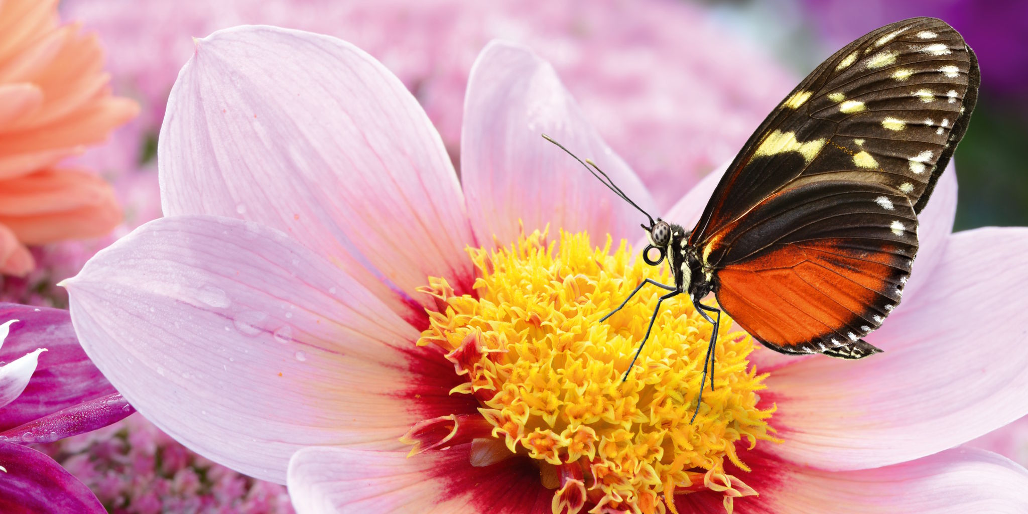 Panorama-Postkarte Faszination Erde "Schmetterling"