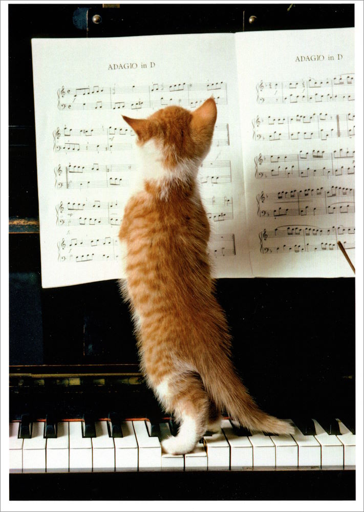 Postkarte "Katzenmusik" Postkarte "Katzenmusik"