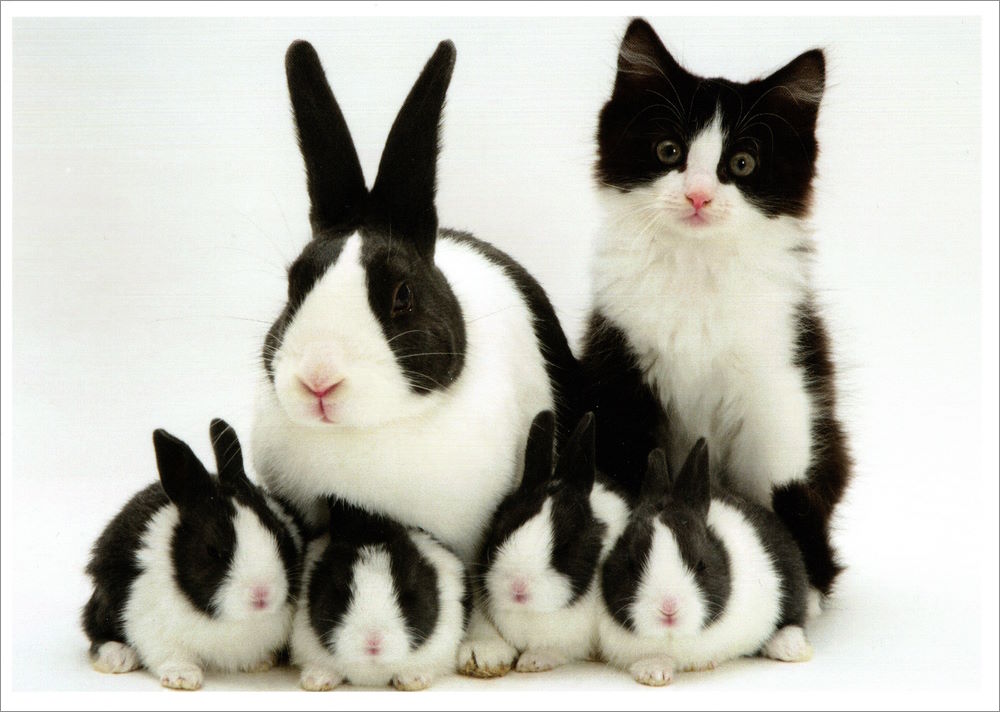 Postkarte "Finde den Fehler!" Postkarte "Finde den Fehler!"