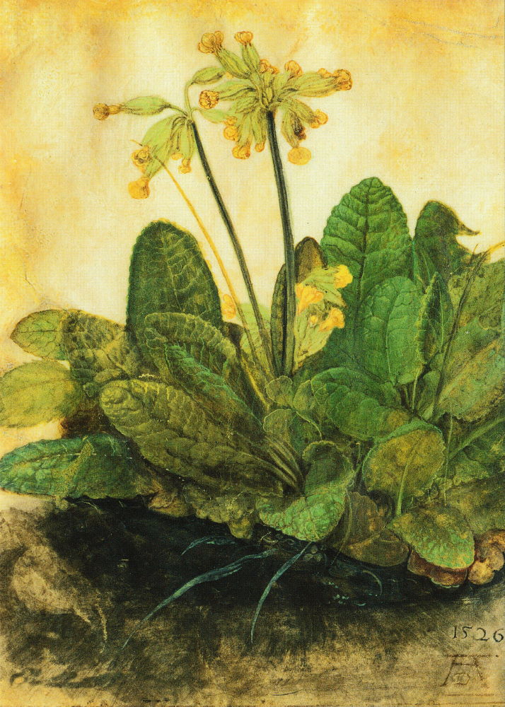 Kunstkarte Albrecht Dürer "Schlüsselblume (Primula veris)"