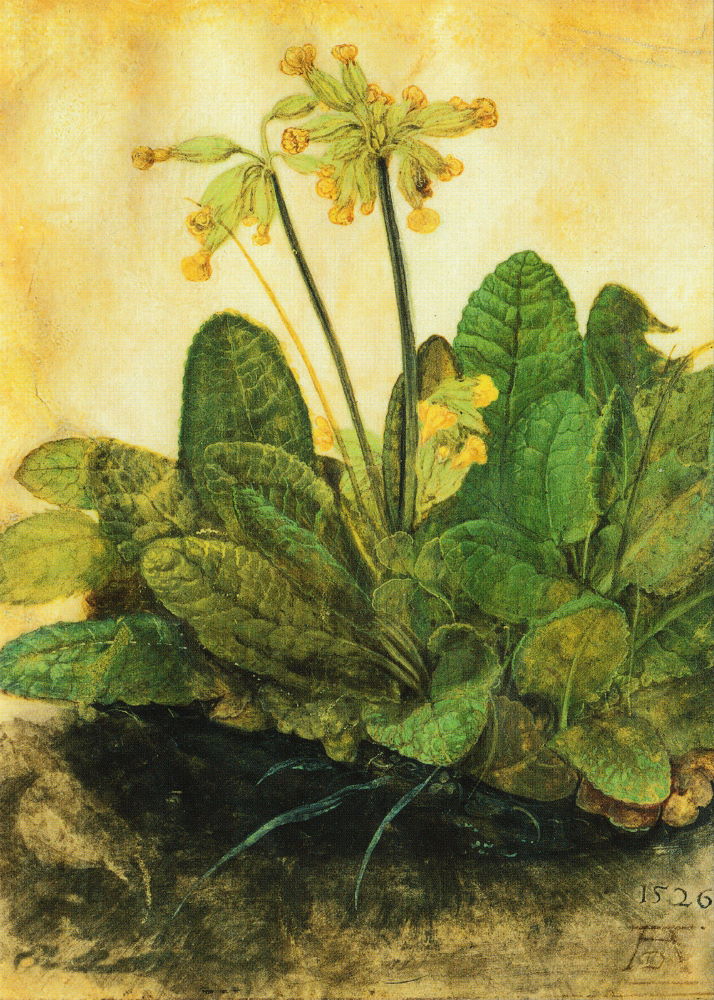 Kunstkarte Albrecht Dürer "Schlüsselblume (Primula veris)" Kunstkarte Albrecht Dürer "Schlüsselblume (Primula veris)"