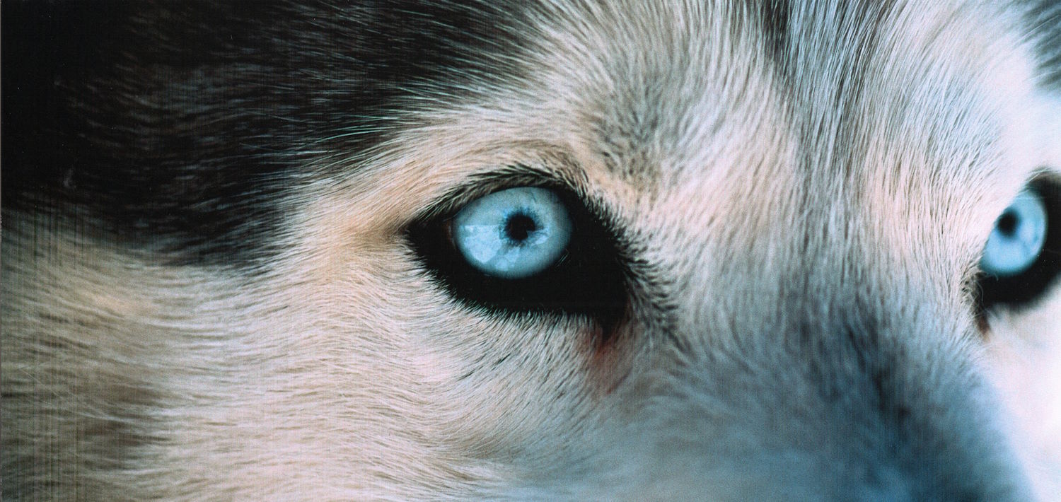 GEO-Postkarte XXL "Vorfahre Wolf" GEO-Postkarte XXL "Vorfahre Wolf"