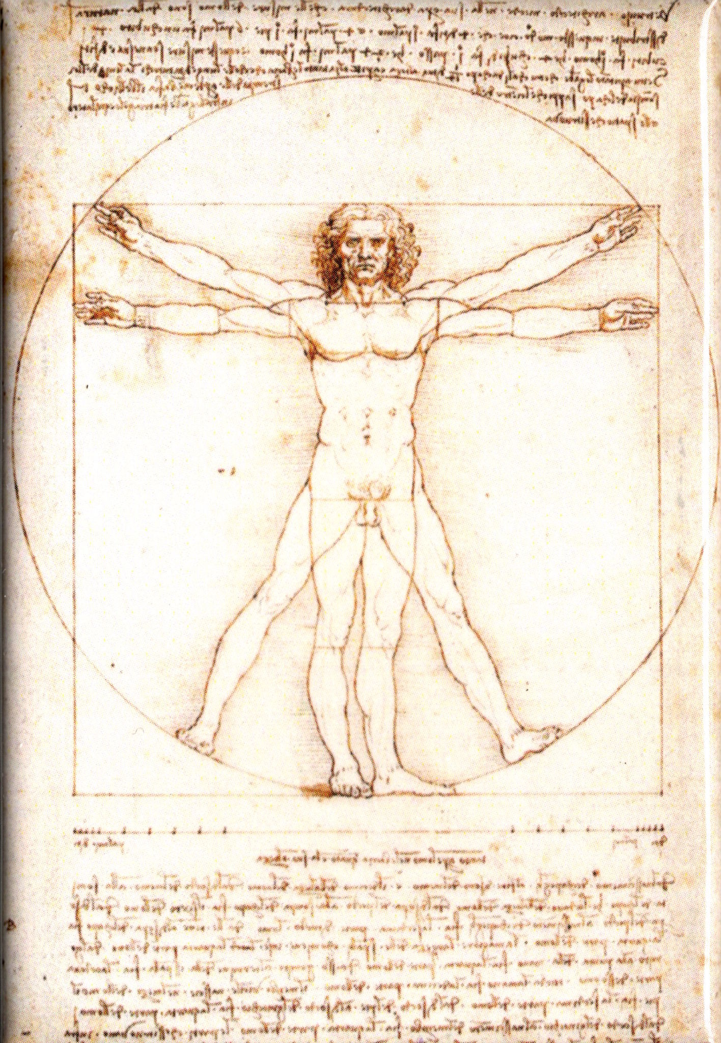 Kunstmagnet Leonardo da Vinci: Proportionsschema der menschlichen Gestalt