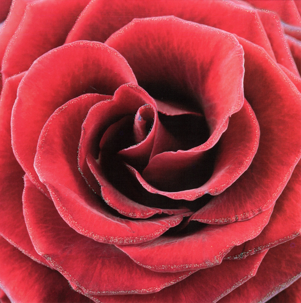 Quadratische Postkarte "Rote Rosenblüte"