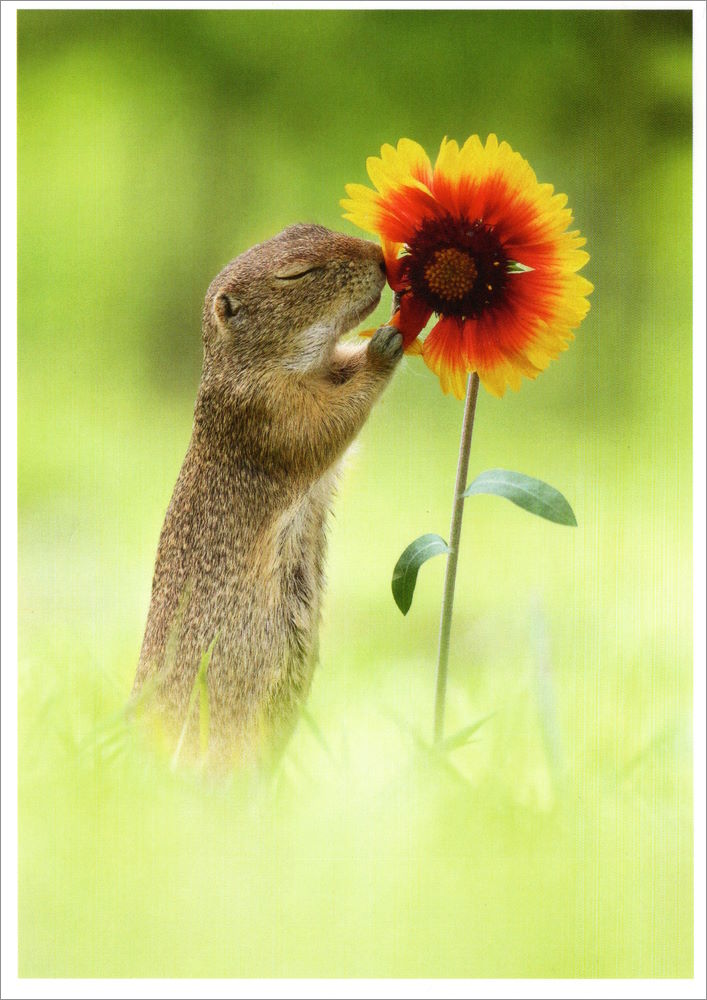 Postkarte "Sommerduft" Postkarte "Sommerduft"