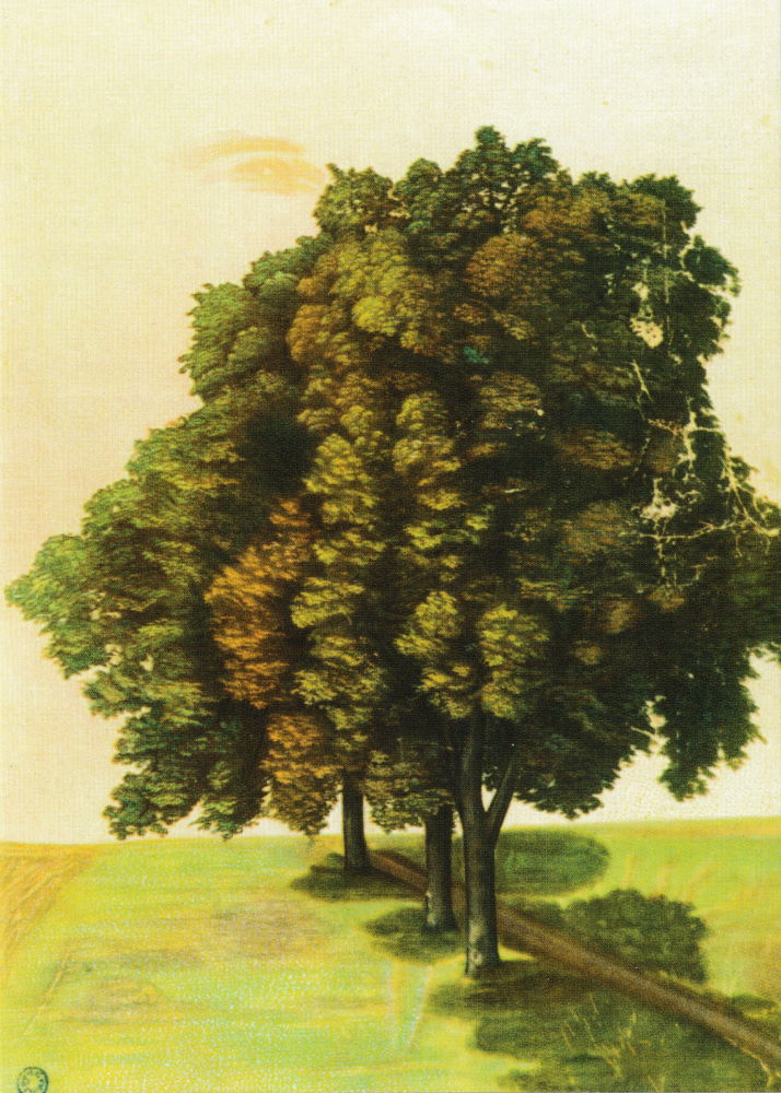 Kunstkarte Albrecht Dürer "Drei Lindenbäume" Kunstkarte Albrecht Dürer "Drei Lindenbäume"