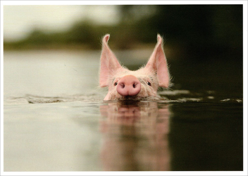 Postkarte "Wasser-Schwein"