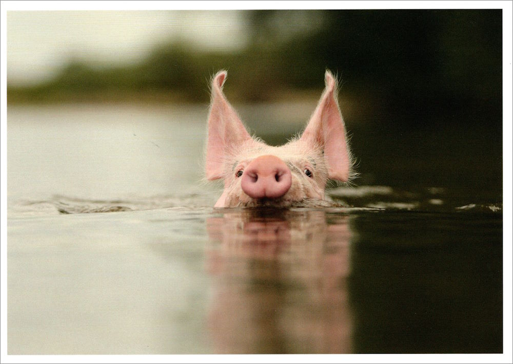 Postkarte "Wasser-Schwein" Postkarte "Wasser-Schwein"